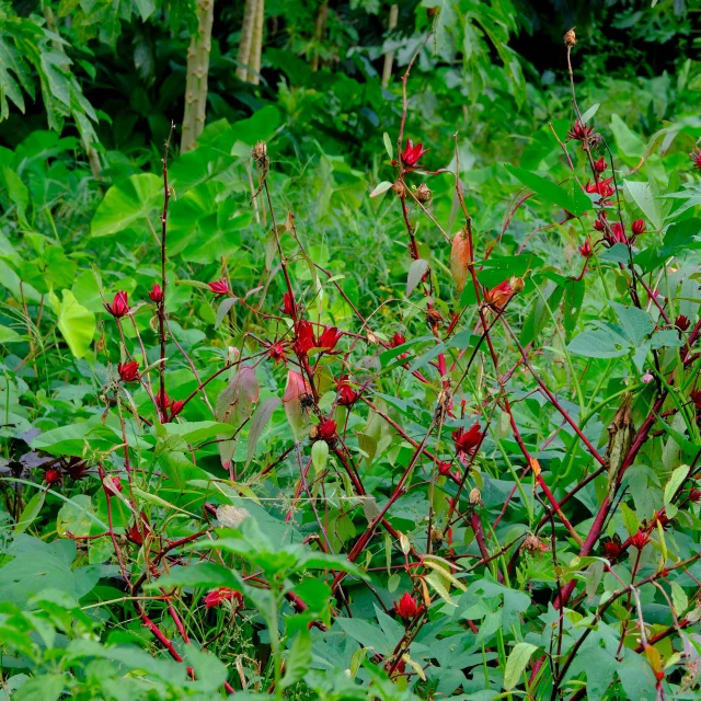 Jardin créole Groseille pays Excursion en 4x4 Tropic 4x4 Trois-îlets Martinique