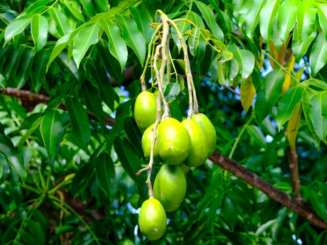 Prune de cythère Jardin Hôtel Village Pomme Cannelle*** Prêcheur Martinique