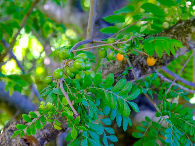 Prune moubin Jardin Hôtel Village Pomme Cannelle*** Prêcheur Martinique