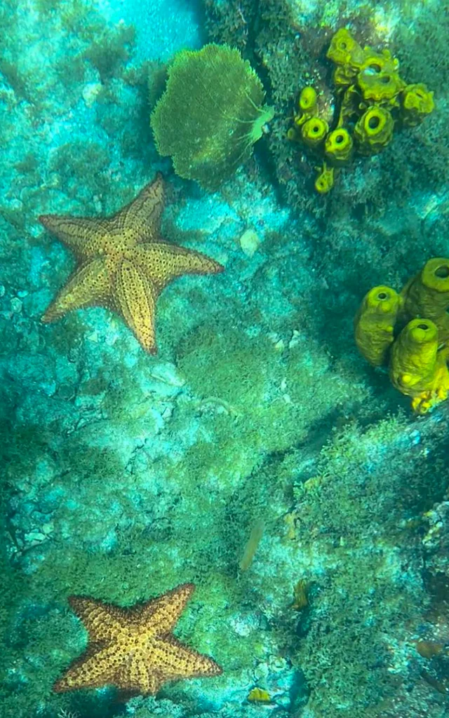 Snorkeling Kairidream Fort-de-France Martinique