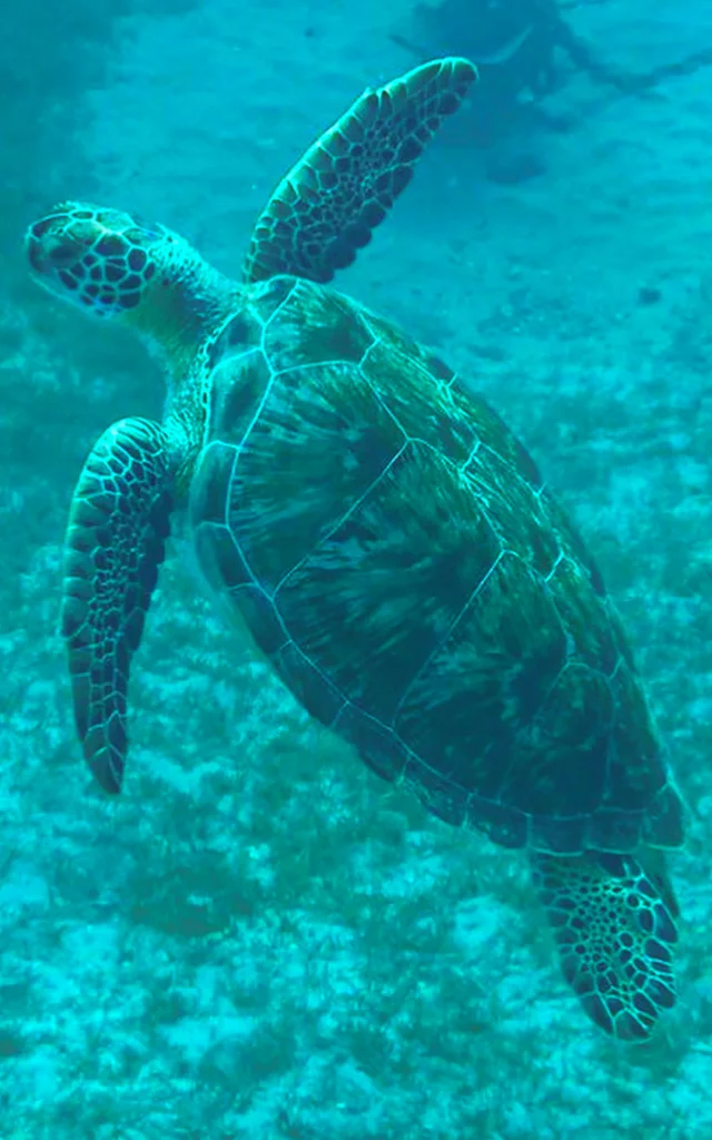 Tortue Kairidream Fort-de-France Martinique