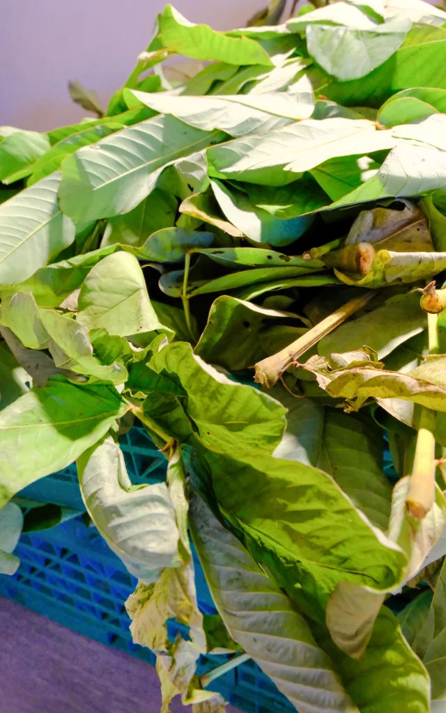 Atelier La Savonnerie Antillaise Trois-îlets Martinique