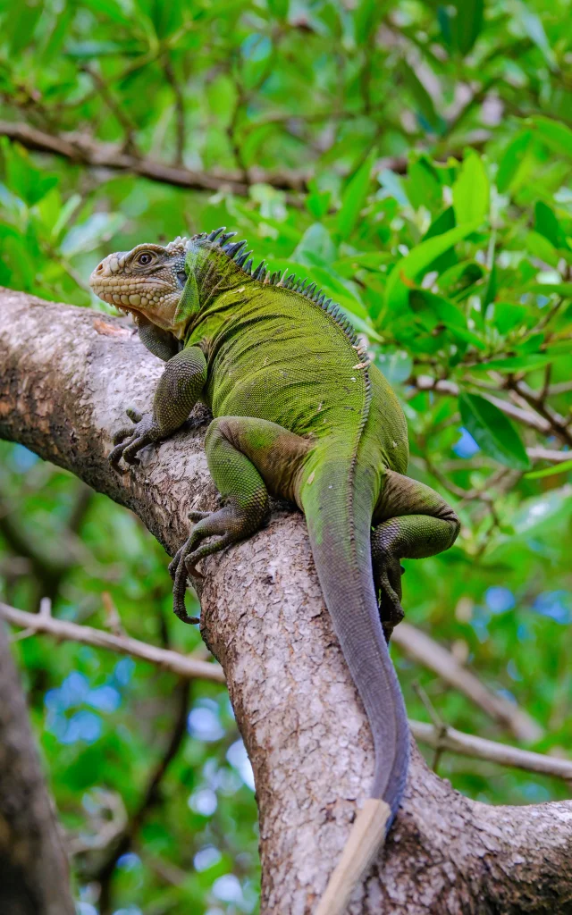 Iguane Ilet Chancel Robert Martinique