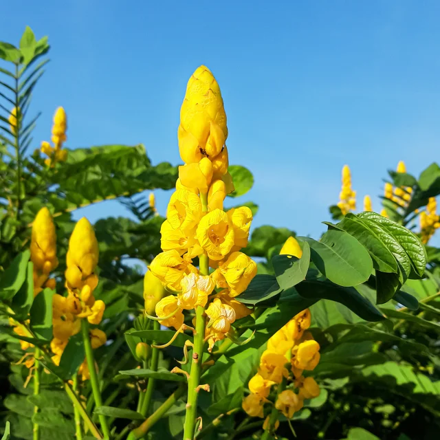 Cassiaalata Fleur Martinique