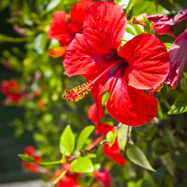 Hibiscus Fleur Martinique