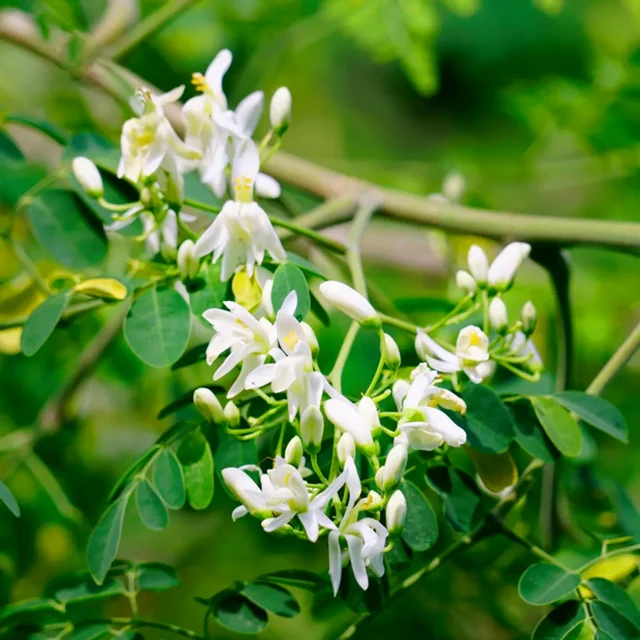 Moringa Fleur Martinique